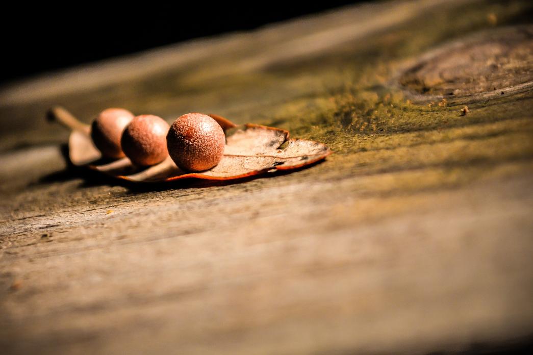 Molestiae officiis nemo voluptatem